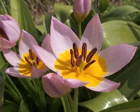 Tulipa 'Lilac Wonder'